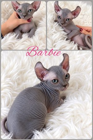 Image de la portée de chaton de l'élévage AMORE DI SPHYNX