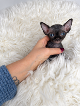 Chatons d'apparence Sphynx à vendre chez l'éleveur AMORE DI SPHYNX