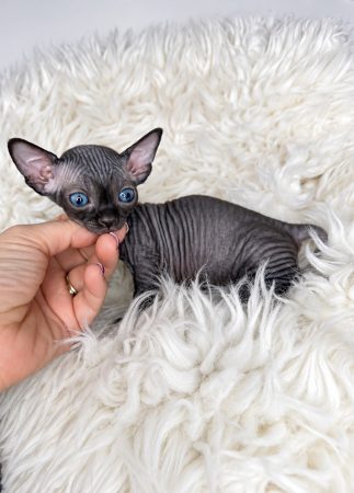 Image de la portée de chaton de l'élévage AMORE DI SPHYNX