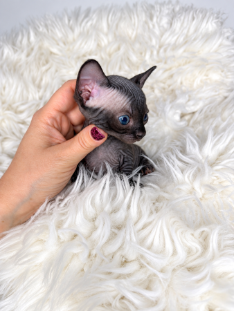 Image de la portée de chaton de l'élévage AMORE DI SPHYNX