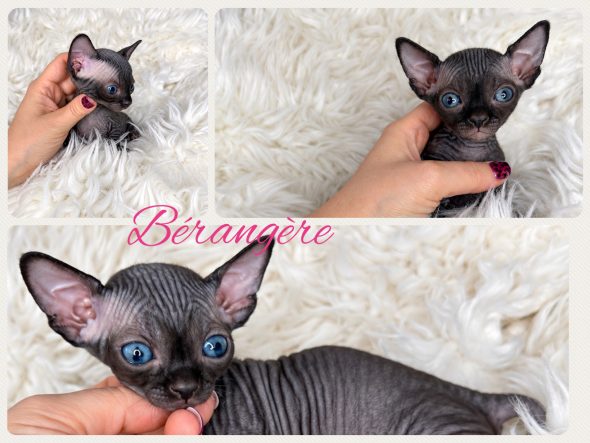 Image de la portée de chaton de l'élévage AMORE DI SPHYNX