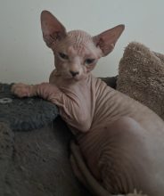 Chatons de race Sphynx à vendre chez l'éleveur IN NATURALIBUS