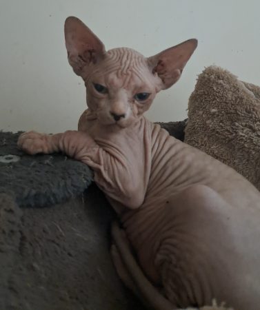 Image de la portée de chaton de l'élévage IN NATURALIBUS
