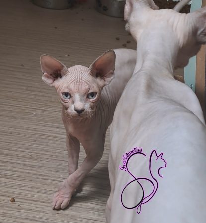 Image de la portée de chaton de l'élévage IN NATURALIBUS