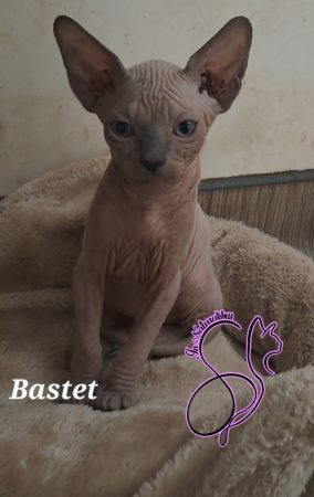Image de la portée de chaton de l'élévage IN NATURALIBUS