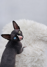 Chatons d'apparence Sphynx à vendre chez l'éleveur AMORE DI SPHYNX