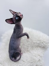 Chatons d'apparence Sphynx à vendre chez l'éleveur AMORE DI SPHYNX
