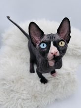 Chatons d'apparence Sphynx à vendre chez l'éleveur AMORE DI SPHYNX