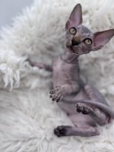 Chatons d'apparence Sphynx à vendre chez l'éleveur AMORE DI SPHYNX
