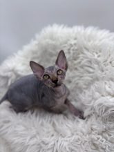 Chatons d'apparence Sphynx à vendre chez l'éleveur AMORE DI SPHYNX