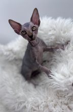 Chatons d'apparence Sphynx à vendre chez l'éleveur AMORE DI SPHYNX