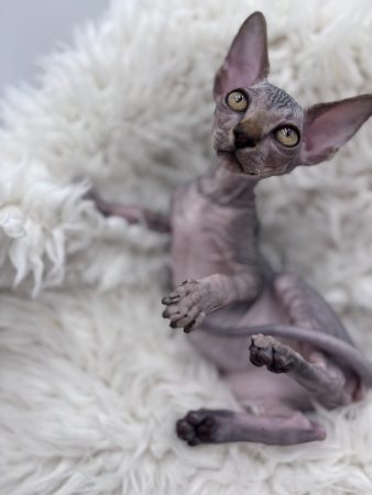 Image de la portée de chaton de l'élévage AMORE DI SPHYNX