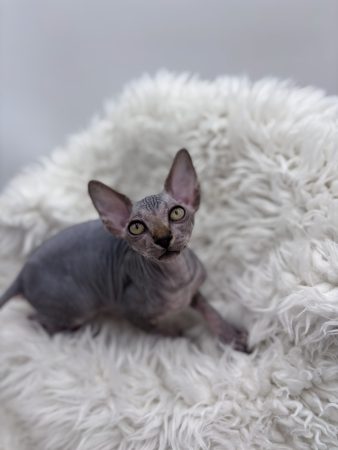 Image de la portée de chaton de l'élévage AMORE DI SPHYNX