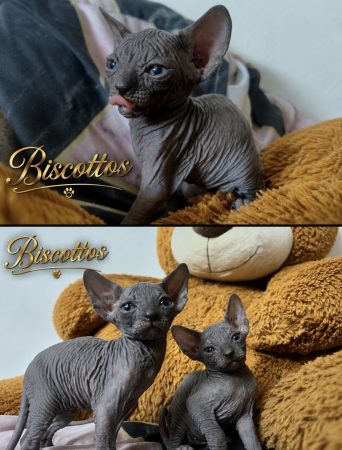Image de la portée de chaton de l'élévage ROUSSEAU KATIA