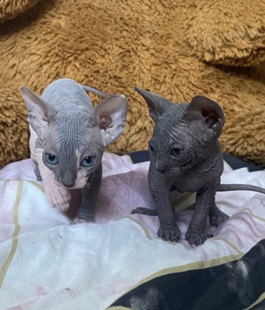 Image de la portée de chaton de l'élévage ROUSSEAU KATIA