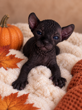 Chatons d'apparence Sphynx à vendre chez l'éleveur AMORE DI SPHYNX