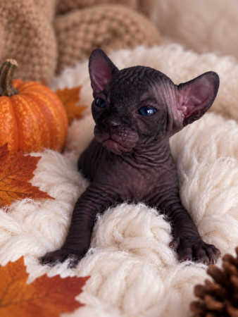 Image de la portée de chaton de l'élévage AMORE DI SPHYNX