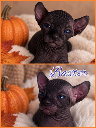 Image de la portée de chaton de l'élévage AMORE DI SPHYNX