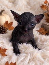 Chatons d'apparence Sphynx à vendre chez l'éleveur AMORE DI SPHYNX