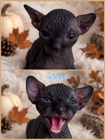 Image de la portée de chaton de l'élévage AMORE DI SPHYNX