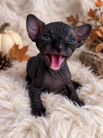 Image de la portée de chaton de l'élévage AMORE DI SPHYNX