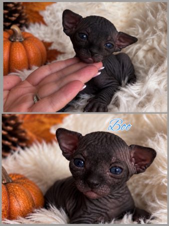 Image de la portée de chaton de l'élévage AMORE DI SPHYNX