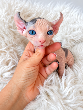 Image de la portée de chaton de l'élévage AMORE DI SPHYNX