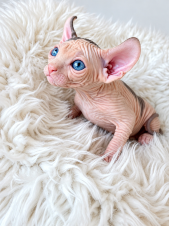 Image de la portée de chaton de l'élévage AMORE DI SPHYNX