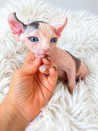 Image de la portée de chaton de l'élévage AMORE DI SPHYNX