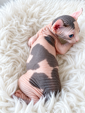 Image de la portée de chaton de l'élévage AMORE DI SPHYNX