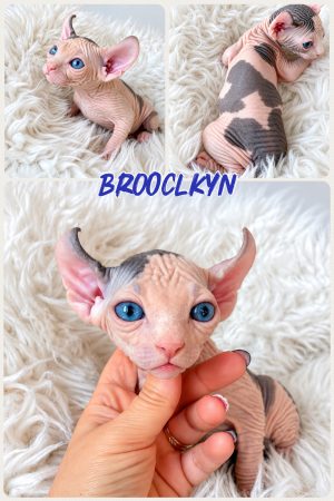 Image de la portée de chaton de l'élévage AMORE DI SPHYNX