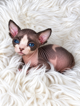 Chatons d'apparence Sphynx à vendre chez l'éleveur AMORE DI SPHYNX