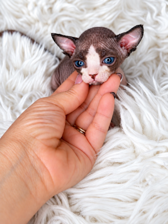Image de la portée de chaton de l'élévage AMORE DI SPHYNX