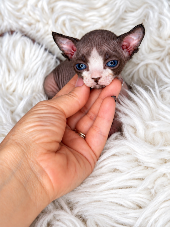 Image de la portée de chaton de l'élévage AMORE DI SPHYNX