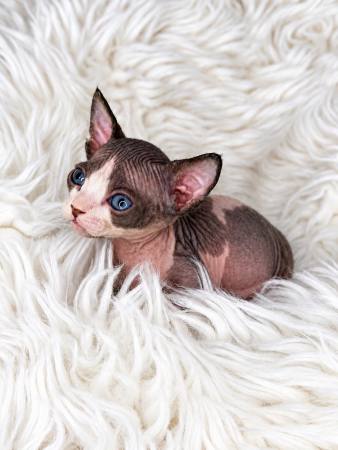 Image de la portée de chaton de l'élévage AMORE DI SPHYNX