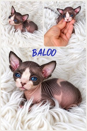 Image de la portée de chaton de l'élévage AMORE DI SPHYNX