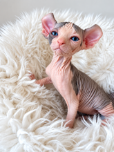 Chatons d'apparence Sphynx à vendre chez l'éleveur AMORE DI SPHYNX