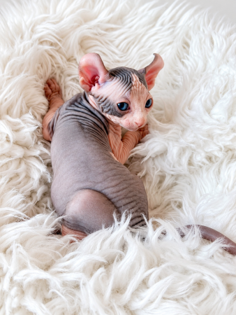 Image de la portée de chaton de l'élévage AMORE DI SPHYNX