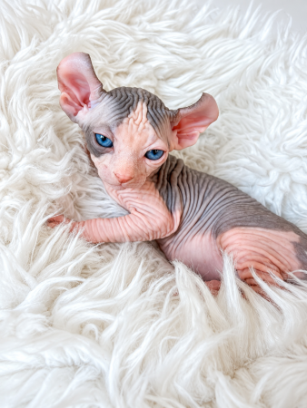 Image de la portée de chaton de l'élévage AMORE DI SPHYNX
