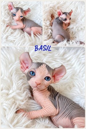 Image de la portée de chaton de l'élévage AMORE DI SPHYNX