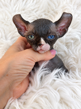 Chatons d'apparence Sphynx à vendre chez l'éleveur AMORE DI SPHYNX