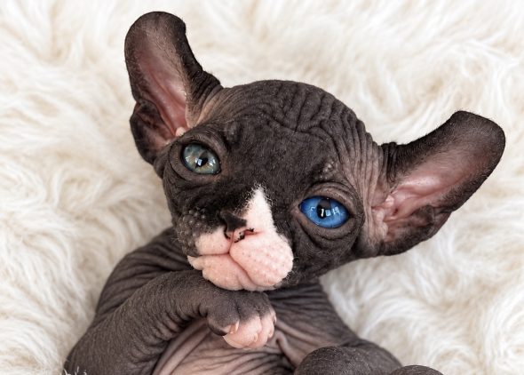 Image de la portée de chaton de l'élévage AMORE DI SPHYNX