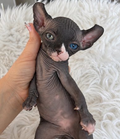 Image de la portée de chaton de l'élévage AMORE DI SPHYNX