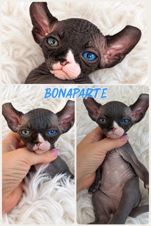 Image de la portée de chaton de l'élévage AMORE DI SPHYNX
