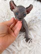 Chatons d'apparence Sphynx à vendre chez l'éleveur AMORE DI SPHYNX