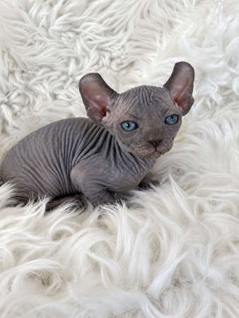 Image de la portée de chaton de l'élévage AMORE DI SPHYNX