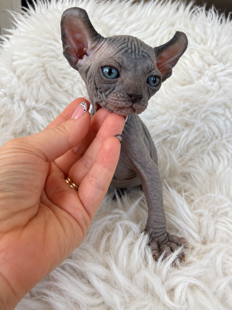 Image de la portée de chaton de l'élévage AMORE DI SPHYNX