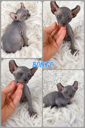 Image de la portée de chaton de l'élévage AMORE DI SPHYNX