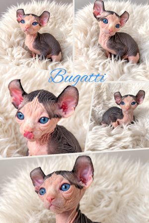 Image de la portée de chaton de l'élévage AMORE DI SPHYNX
