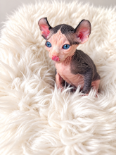Chatons d'apparence Sphynx à vendre chez l'éleveur AMORE DI SPHYNX